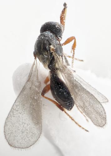 Amblyaspis sp.